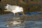 Glaucous-winged Gull with Muddy Fish