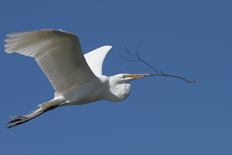 Great Egret Flying with Branch