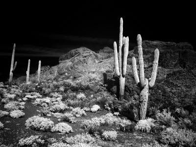 Two Saguaros