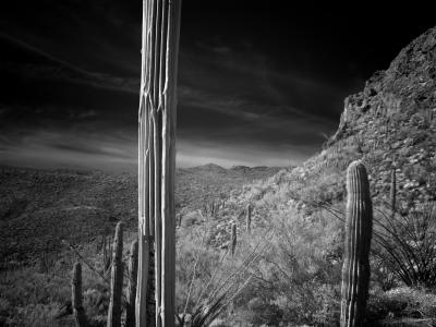 Saguaro Skeleton