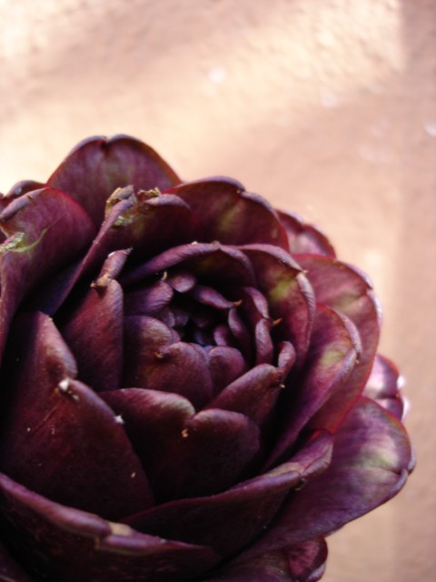 ARTICHOKE