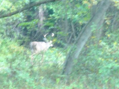 A blurred buck walking into woods