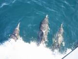 Dolphins surfing off the bow In Monterey
