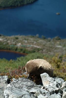 Echidna above Lake Dove