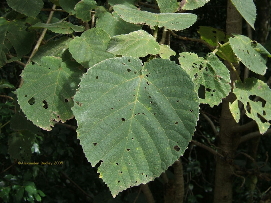 Giant Stinging tree, Dendrocnide excelsa