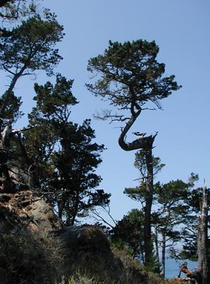 Persistent Pine