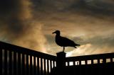 Gull and Sunset #18