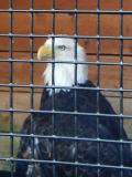 Bird in a Wire (Cage)