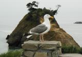 Gull at Battle Rock