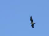 Osprey with Take-out