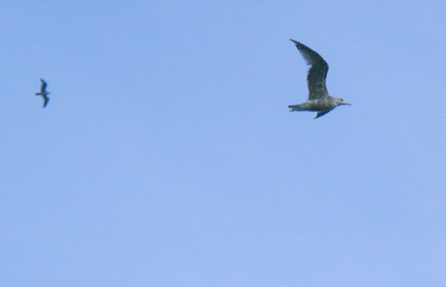 Terns