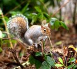 Squirrel, Taylor Park
