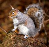 Squirrel, Taylor Park