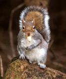 Squirrel, Taylor Park