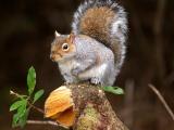 Squirrel, Taylor Park