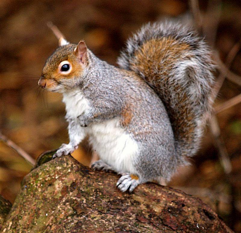 Squirrel, Taylor Park