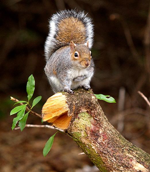 Squirrel, Taylor Park