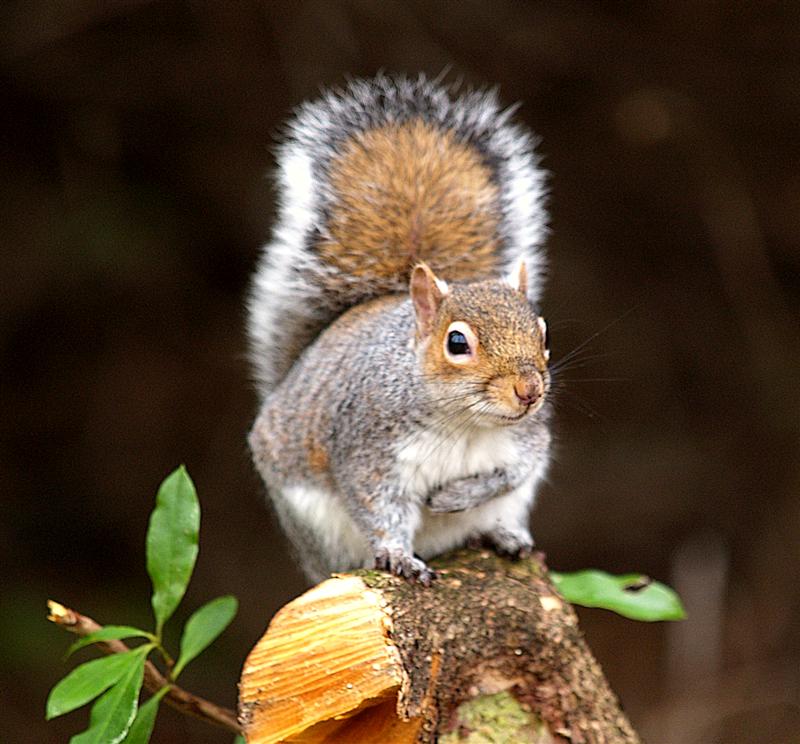 Squirrel, Taylor Park