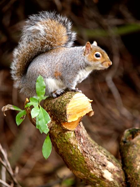 Squirrel, Taylor Park