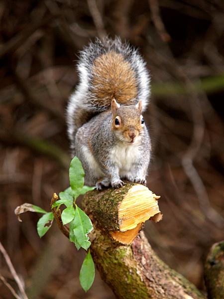 Squirrel, Taylor Park