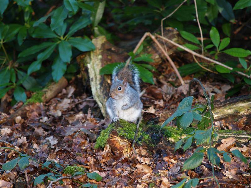 Squirrel, Taylor Park