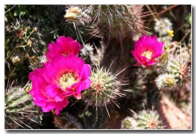 Cactus Flower