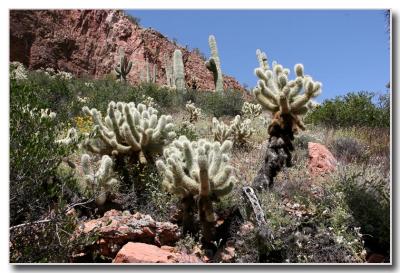 Cholla Garden