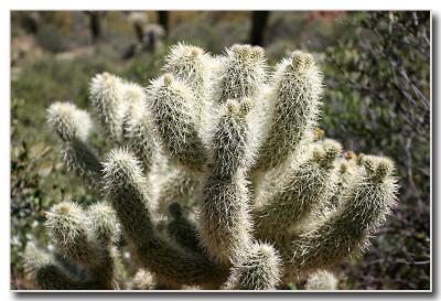 Cholla Up Close