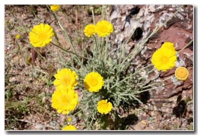 Flowers on the Trail