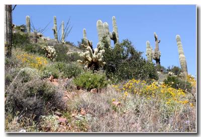 Saguaro Garden