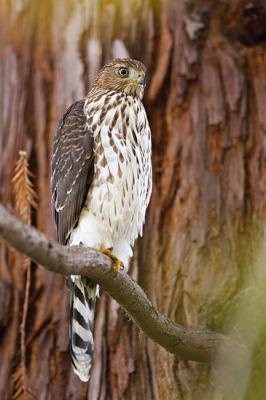 Juvenile Coopers Hawk in Redwood IT0L4239-1 rsz 650.jpg