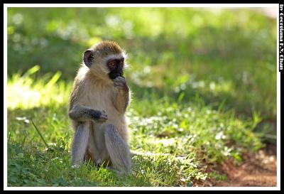 monkeys_and_baboons