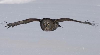 great gray owl in flight 83