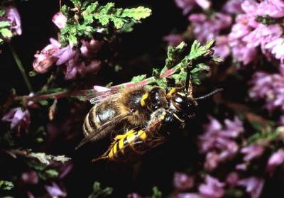 Wasp with a Bee as Prey