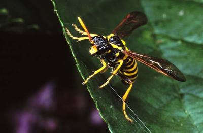 a sawfly, family Tenthredinidae. Fine paper wasp mimic!