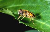 Eristalis  horticola