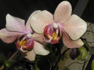 Orchid March 02 .JPG