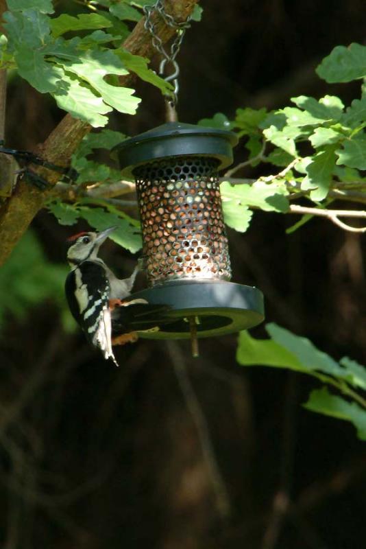 Woodpecker