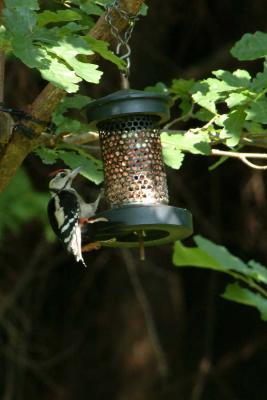 Woodpecker