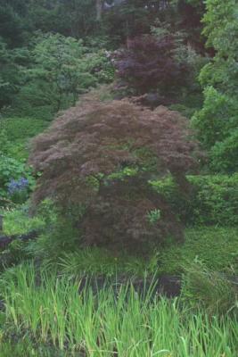 The gardens are magnificent here.  Look at this Japanese Maple!