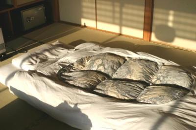 This is the Futon for the evening. Actually this shot was taken early in the morning. It slept very nicely I'll admit.