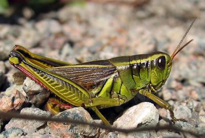 Grasshopper on Skyline Trail