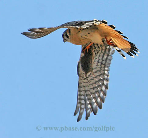 American Kestrel with a kill