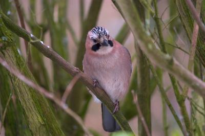 Jay