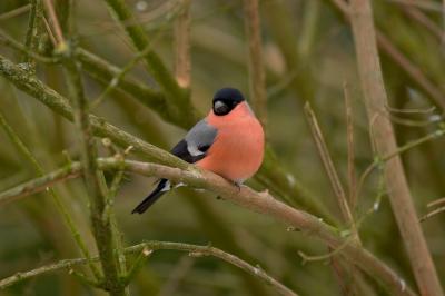 Bullfinch
