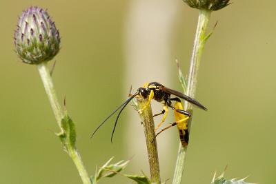 Ichneumon Suspiciosus