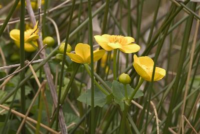 Marsh-marigold