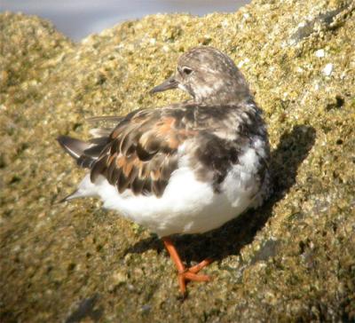 Turnstone