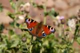 Peacock Butterfly