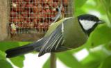 Great Tit